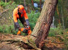 Best Stump Grinding and Removal  in Potomac Park, CA